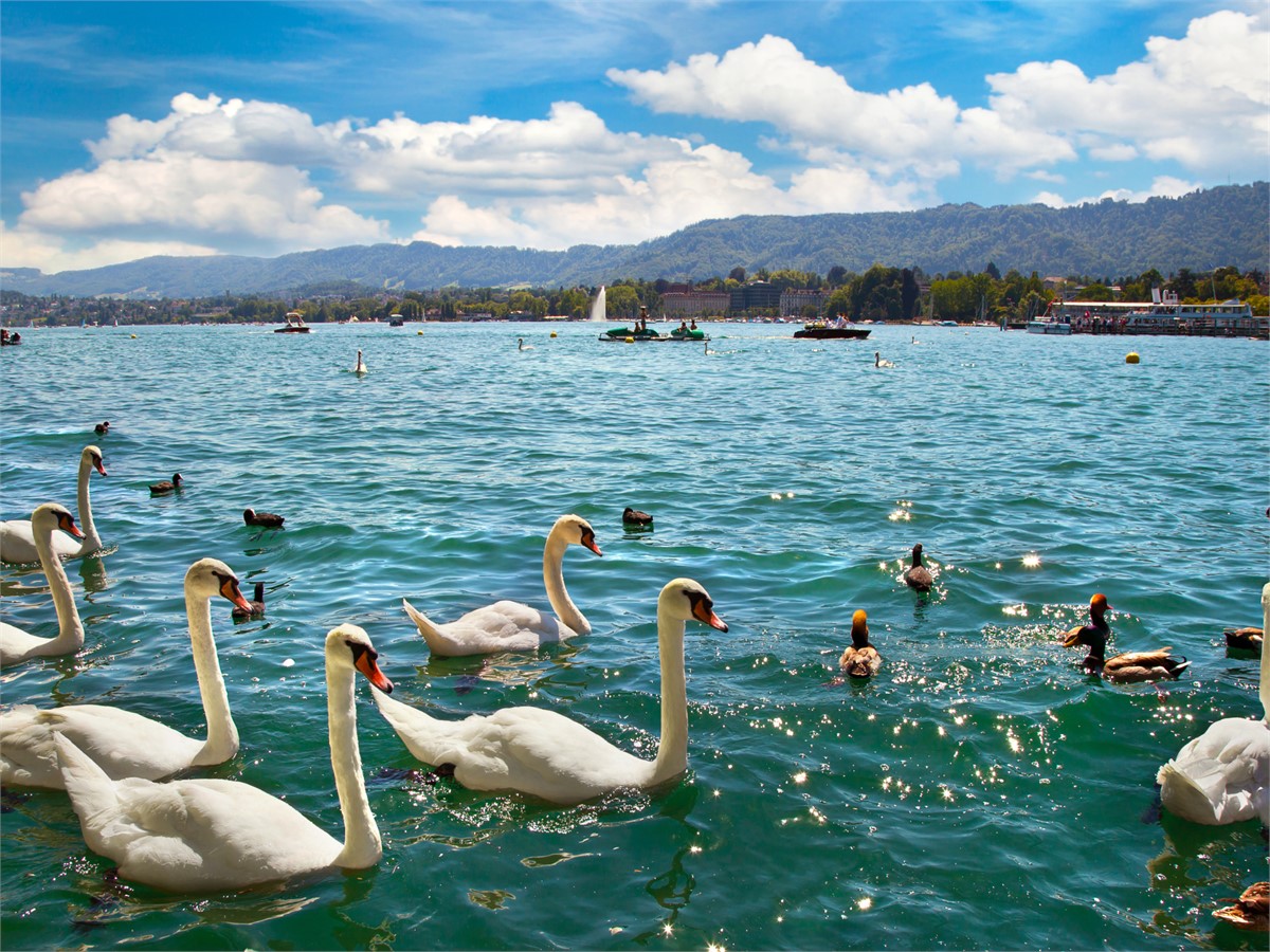 Zurich lake in Zurich