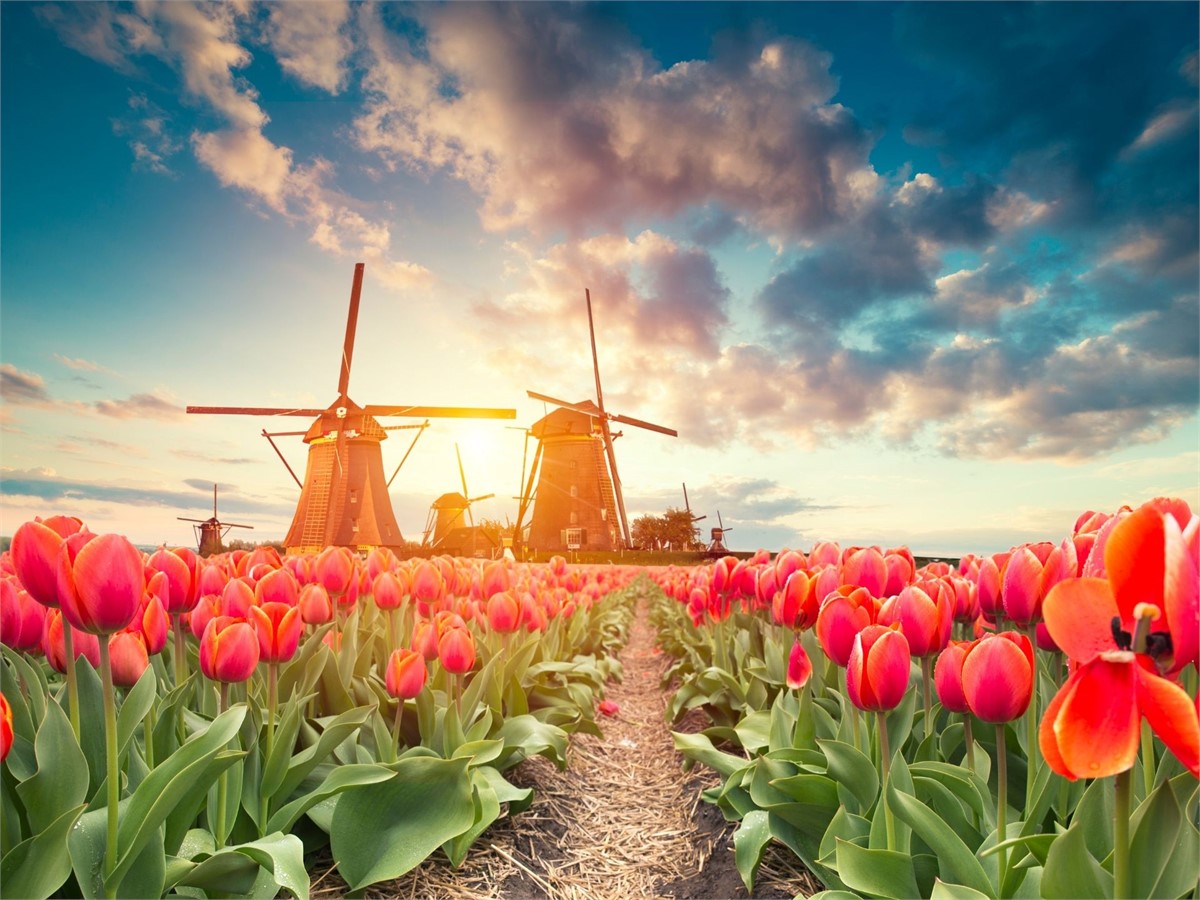 Mill with tulip field in Amsterdam