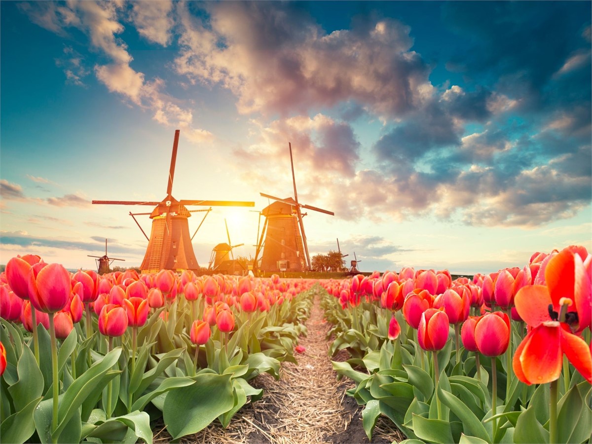 Mühle mit Tulpenfeld in Amsterdam