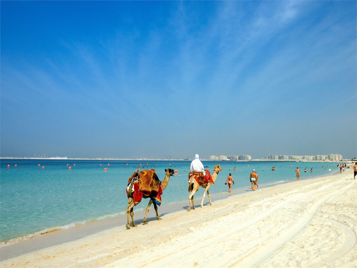 Camel driver in Dubai