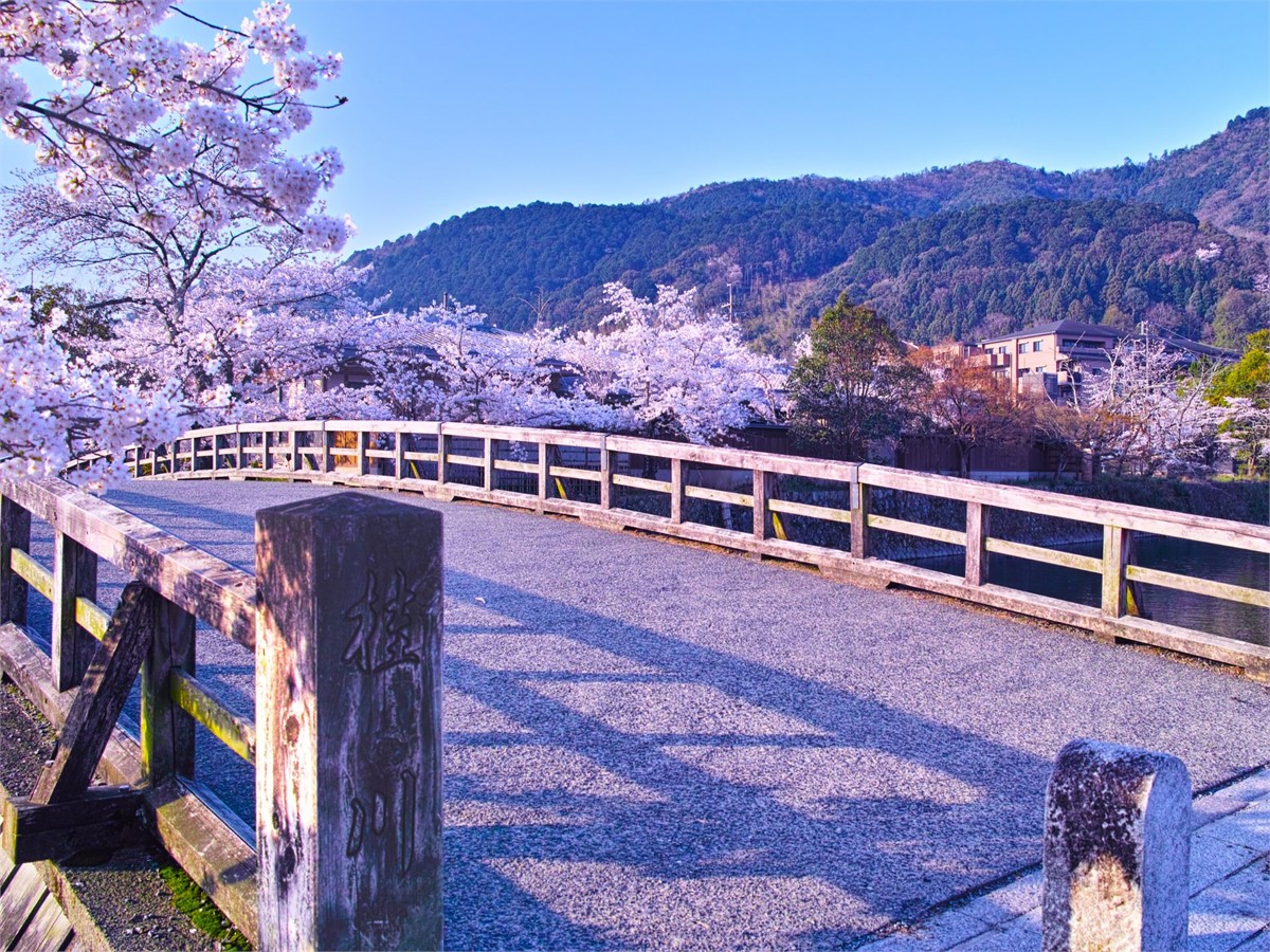 Cherry Blossom in Kyoto