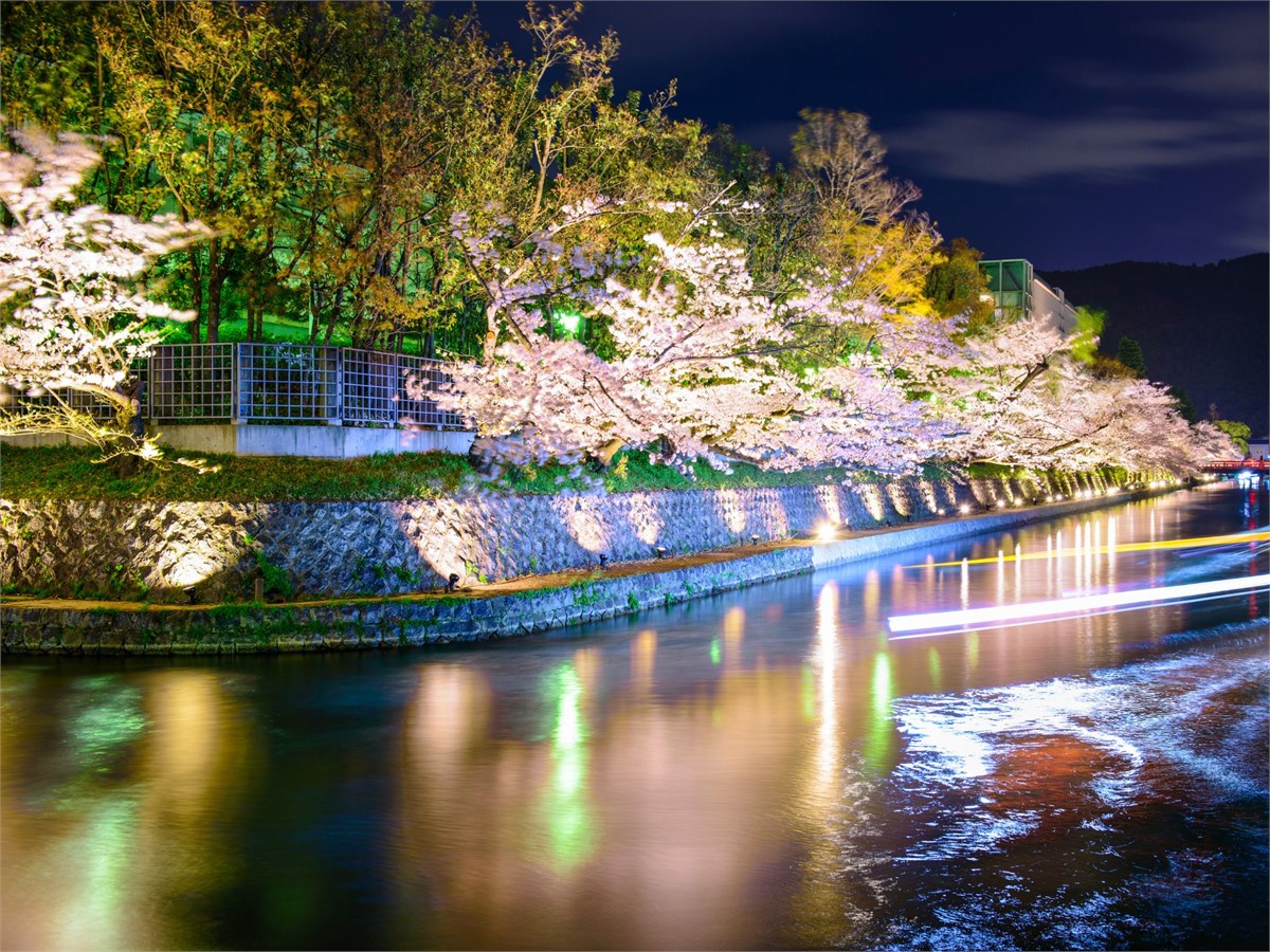 During Spring Cherry Blossom in Kyoto