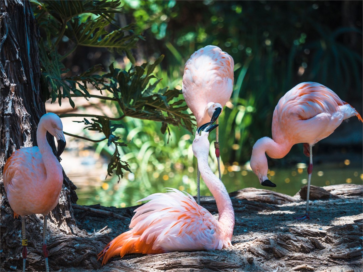 Flamingos at San Diego Zoo