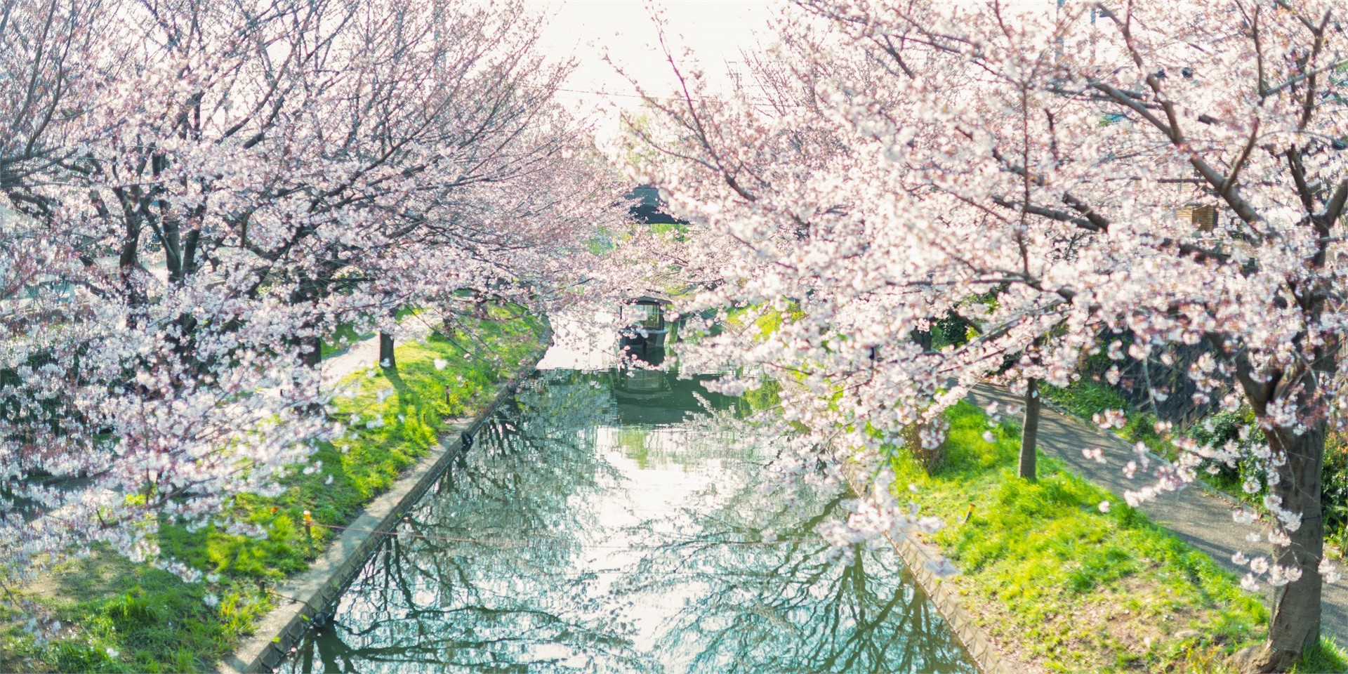 Book your trip to the Japanese cherry blossom and the cherry blossom festival in Kyōto
